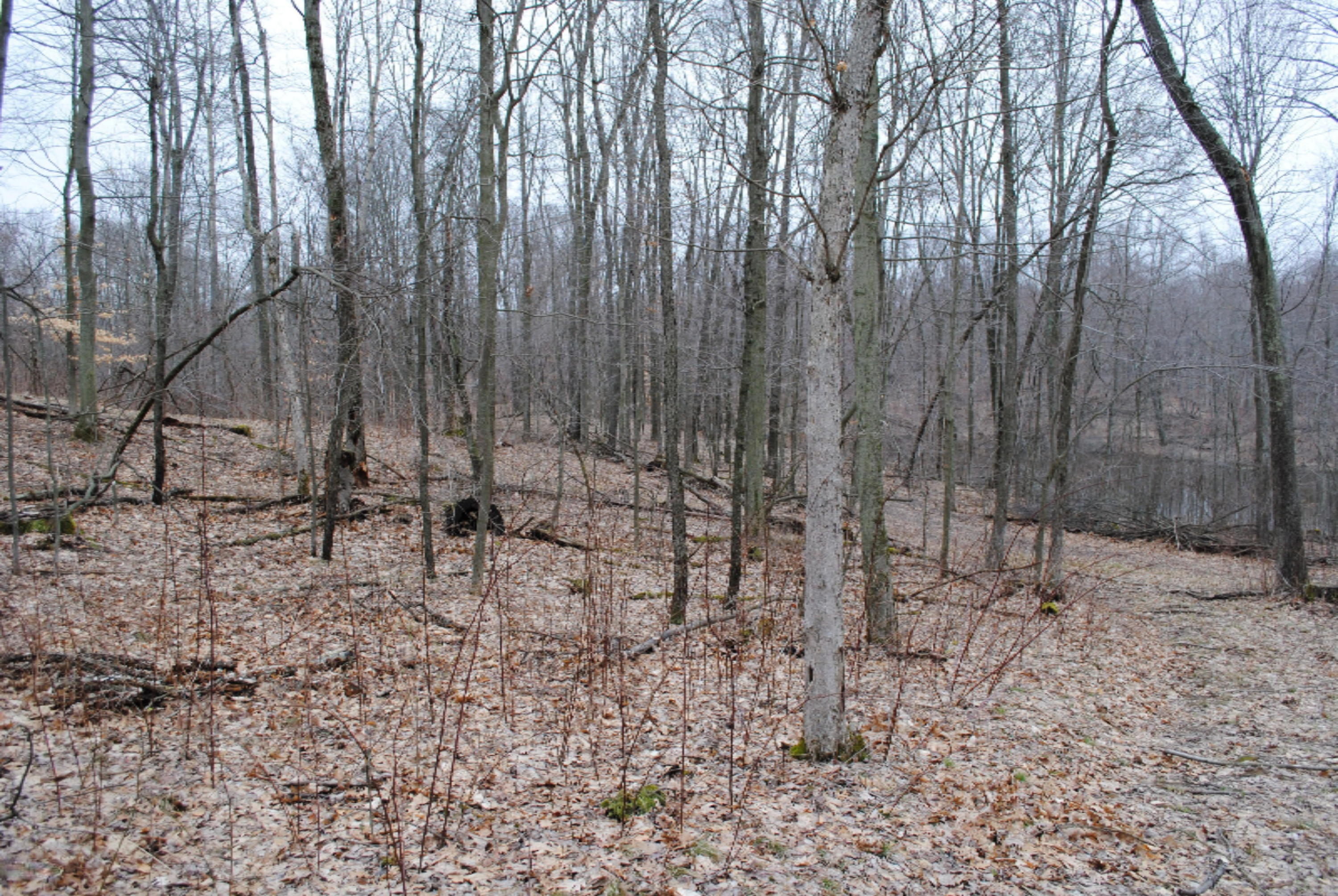 4101 Buehler Road Hastings, MI 49058 - Photo 21 of 23 2017-03-27 17.48.34