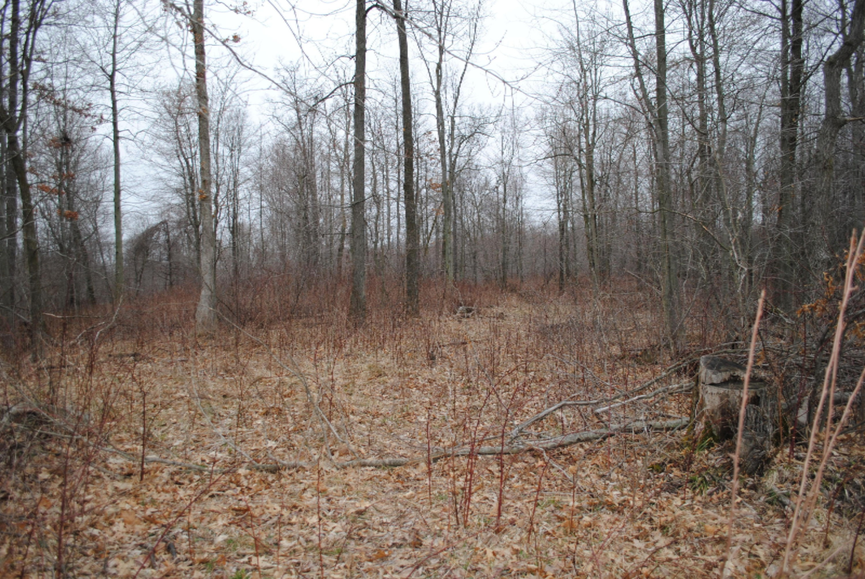 4101 Buehler Road Hastings, MI 49058 - Photo 23 of 23 2017-03-27 17.45.08