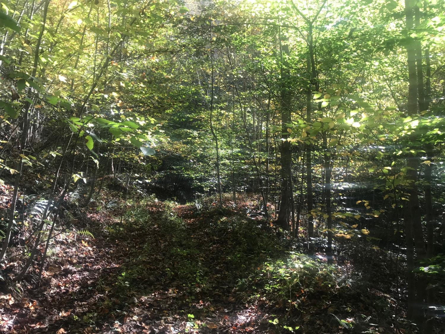 9999 Disappointment Branch Road Green Road, KY 40946 - Photo 10 of 14 Photo 10