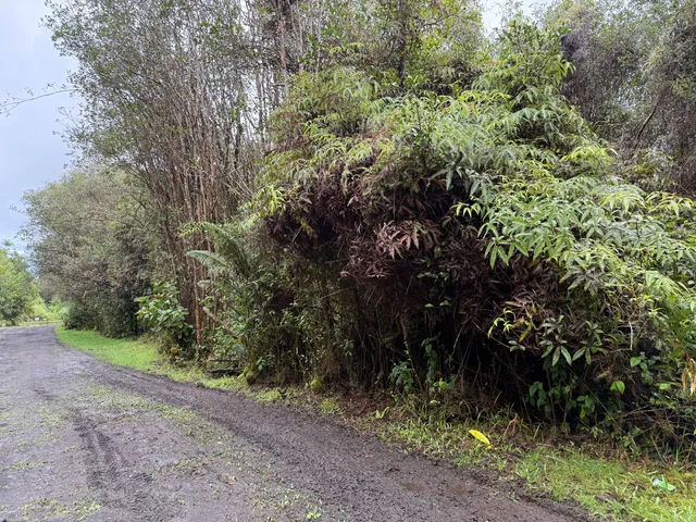 a view of a forest with trees