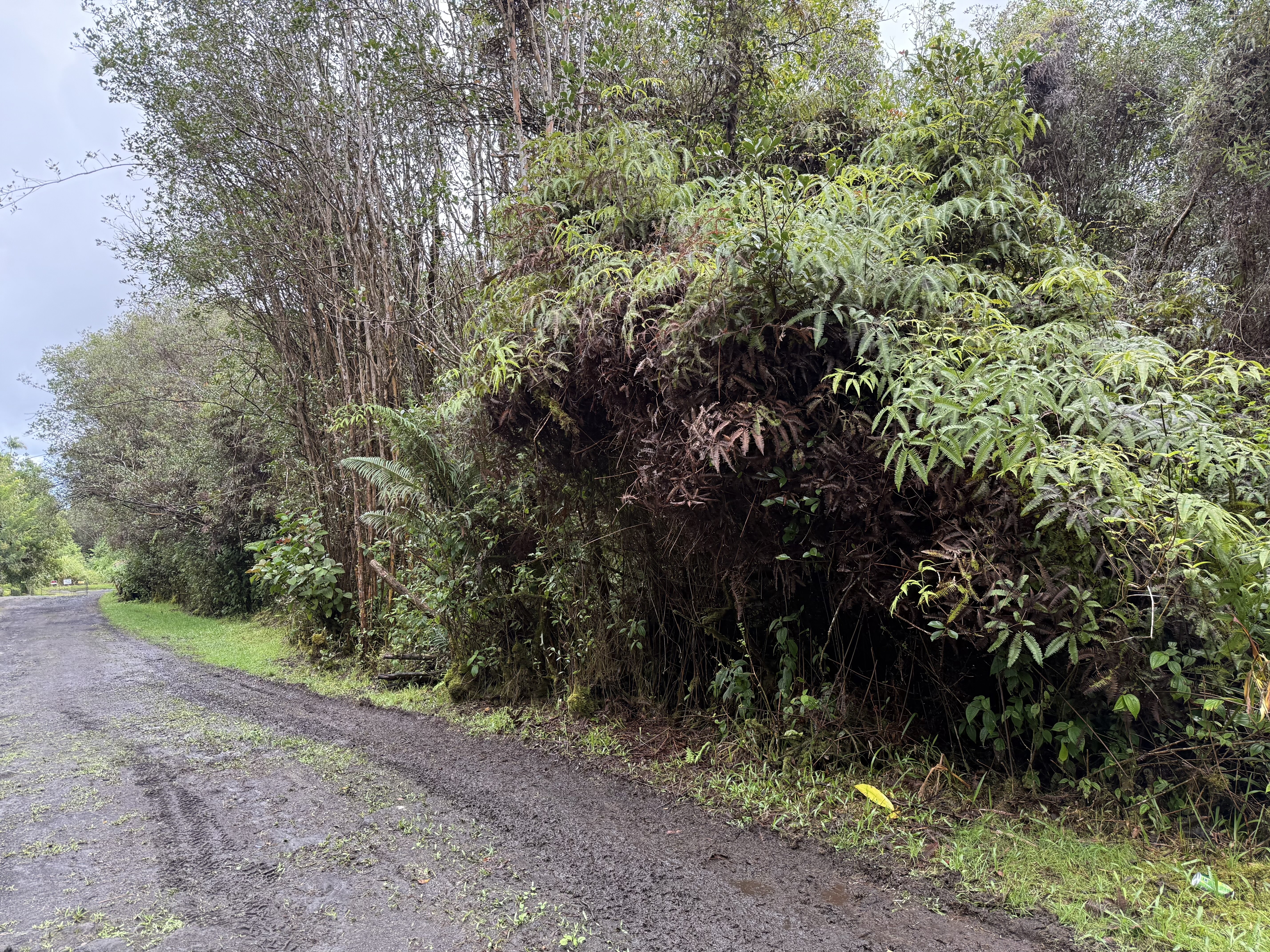 a view of a forest with trees