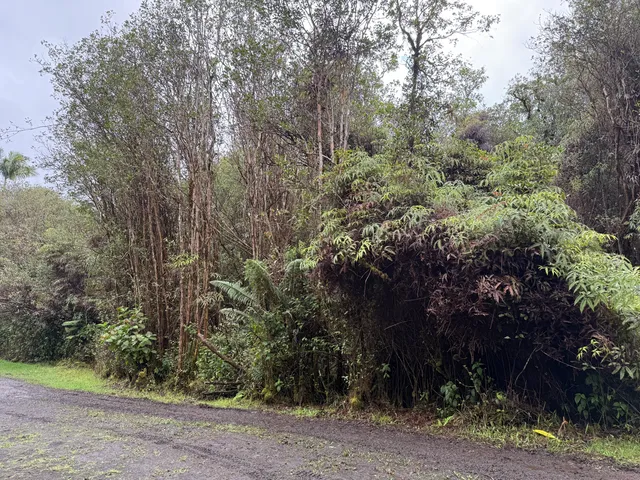 a view of a yard with plants and trees
