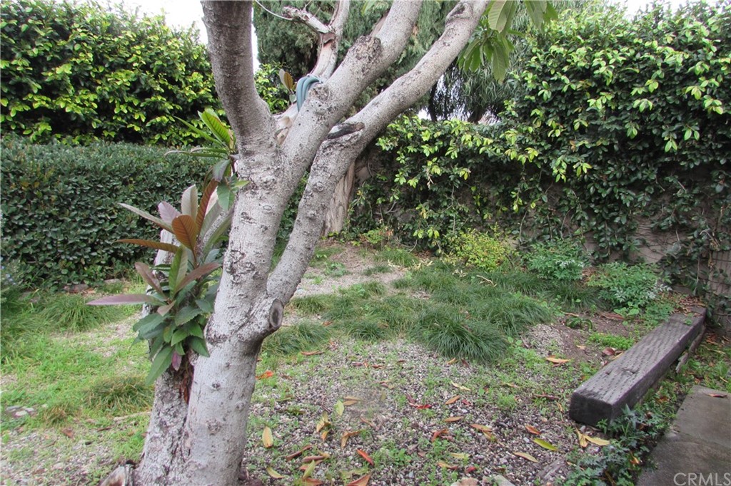 4413 Via Majorca Cypress, CA 90630 - Photo 42 of 46 a view of a yard with a tree