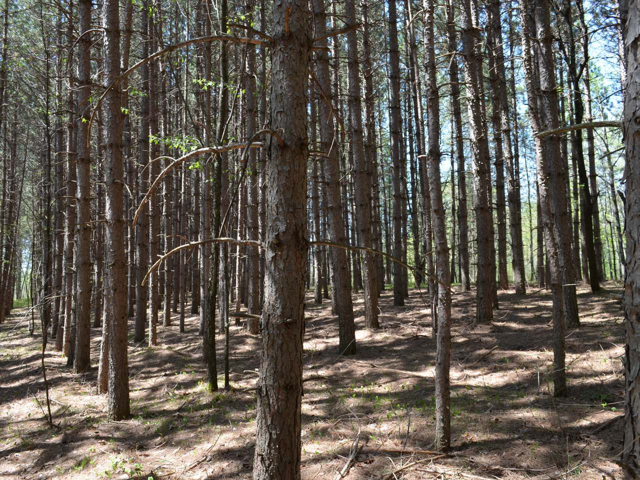 On Cole Road Crandon, WI 54520 - Photo 3 of 12 Gallery Image 3