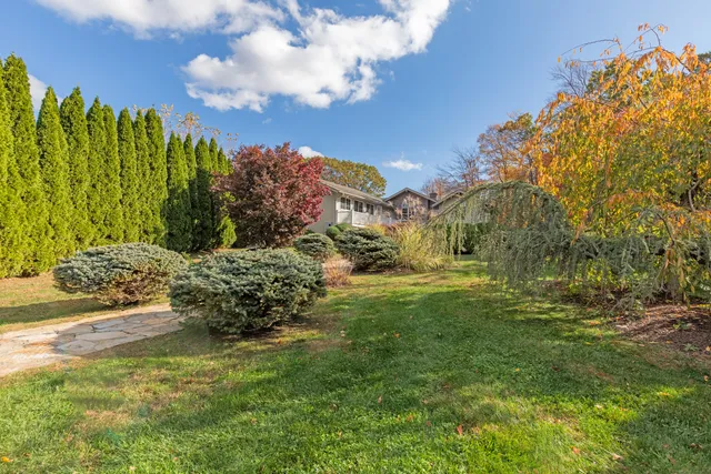 a view of a garden with plants and large trees