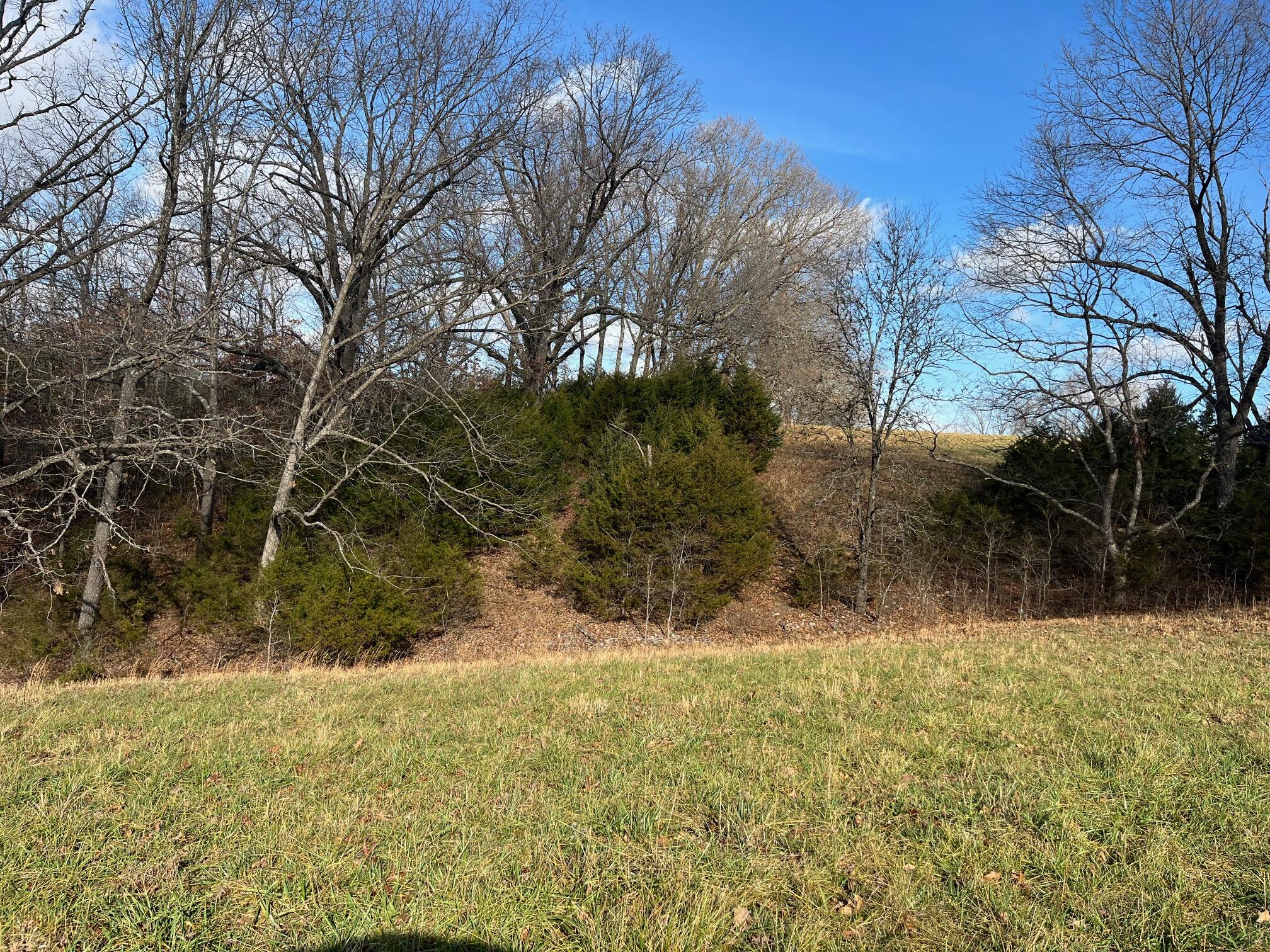 615 Thomas Hollow Road Exeter, MO 65647 - Photo 58 of 82 Cleared area for the perfect home