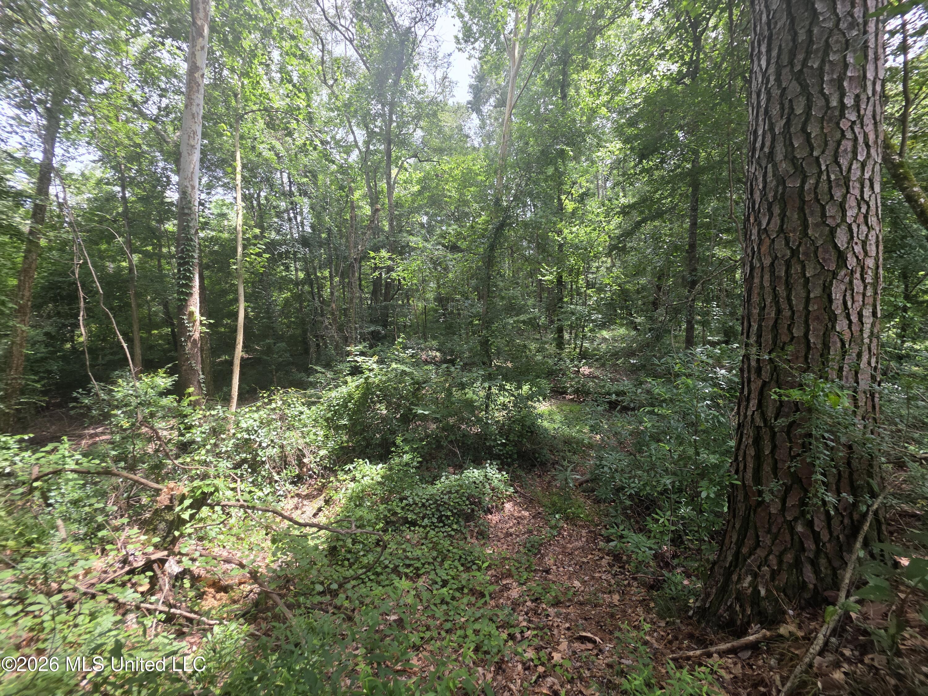 244 Foster Road Sontag, MS 39665 - Photo 73 of 105 35658
