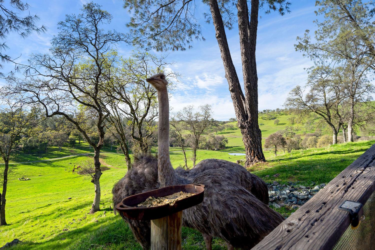 7270 Sutter Ione Road Ione, CA 95640 - Photo 47 of 87