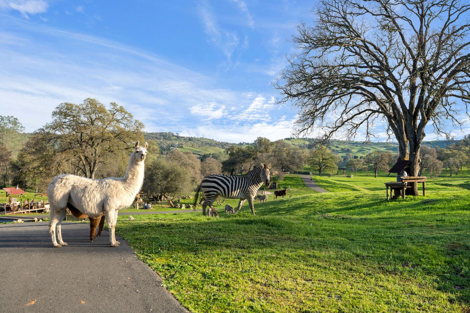 7270 Sutter Ione Road Ione, CA 95640 - Photo 60 of 87