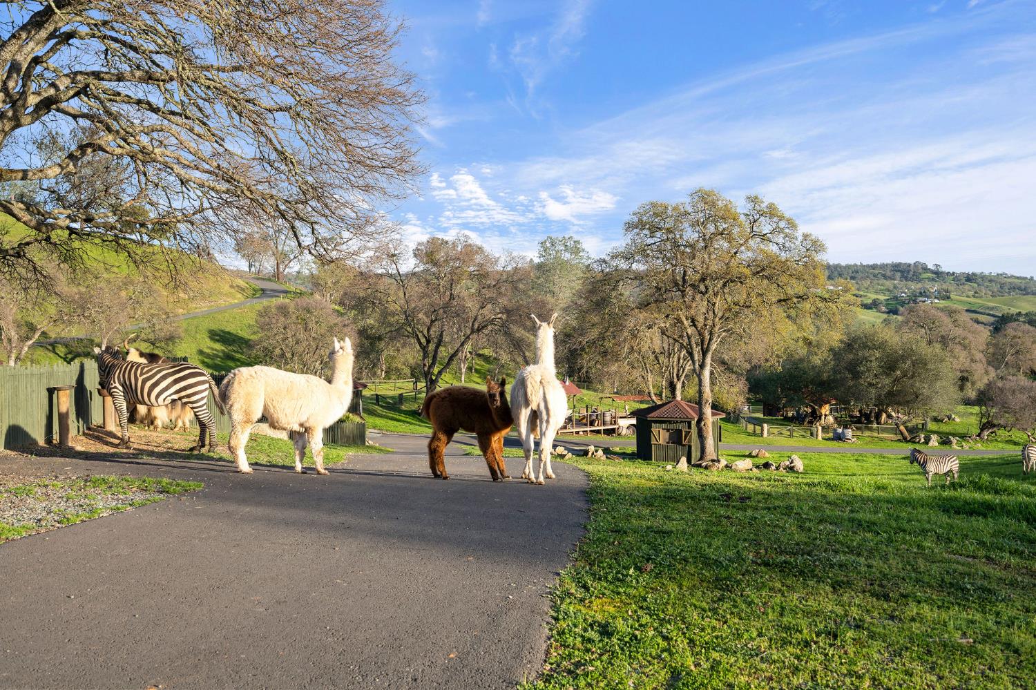7270 Sutter Ione Road Ione, CA 95640 - Photo 61 of 87