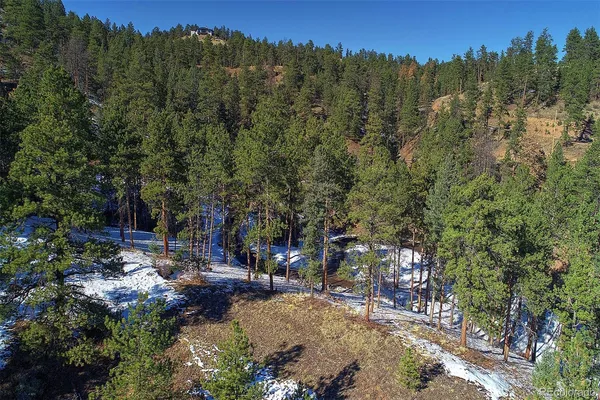 a view of a forest with trees