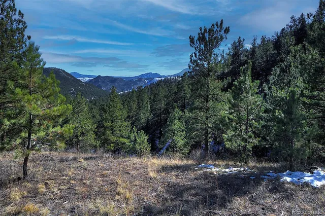 a view of a forest with a forest