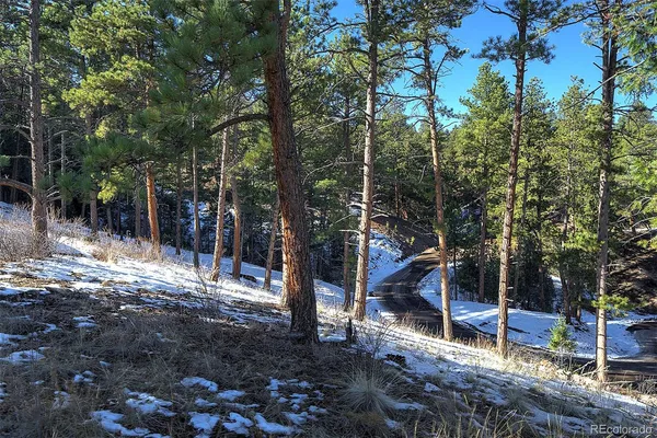 a view of a park with large trees