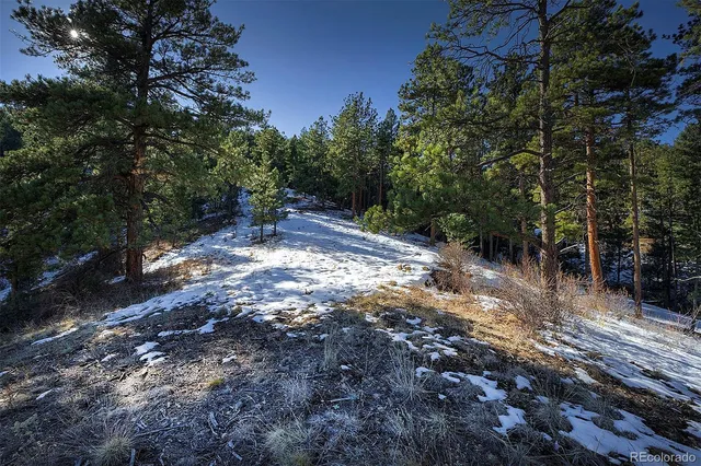 a view of a forest with trees