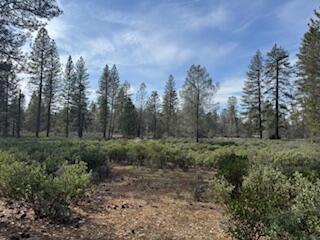 11 Whitmore Village Road Whitmore, CA 96096 - Photo 2 of 6 a view of a city with lush green forest