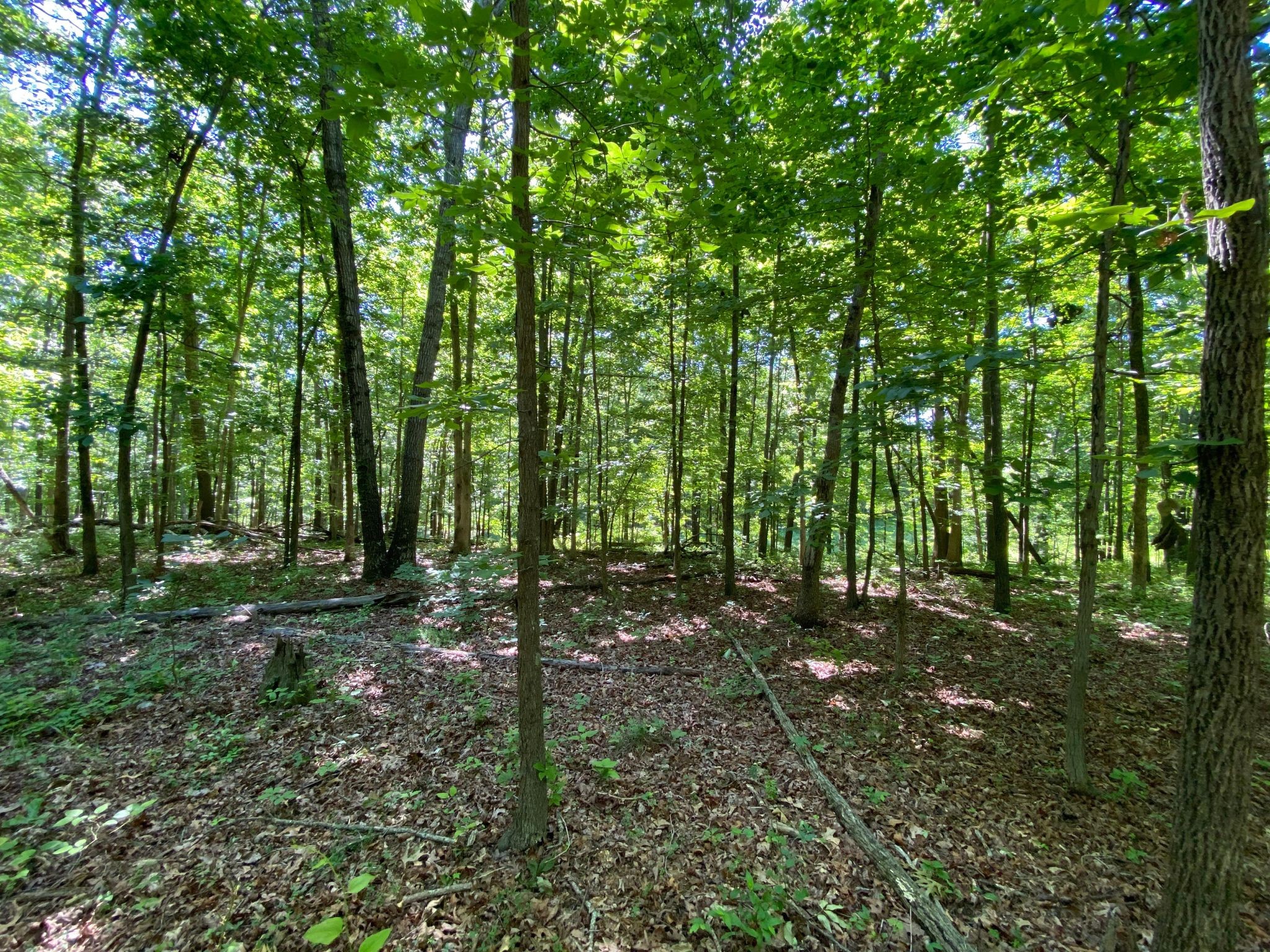 24 Byrd Road Lawrenceburg, TN 38464 - Photo 4 of 32 Gallery Image 4