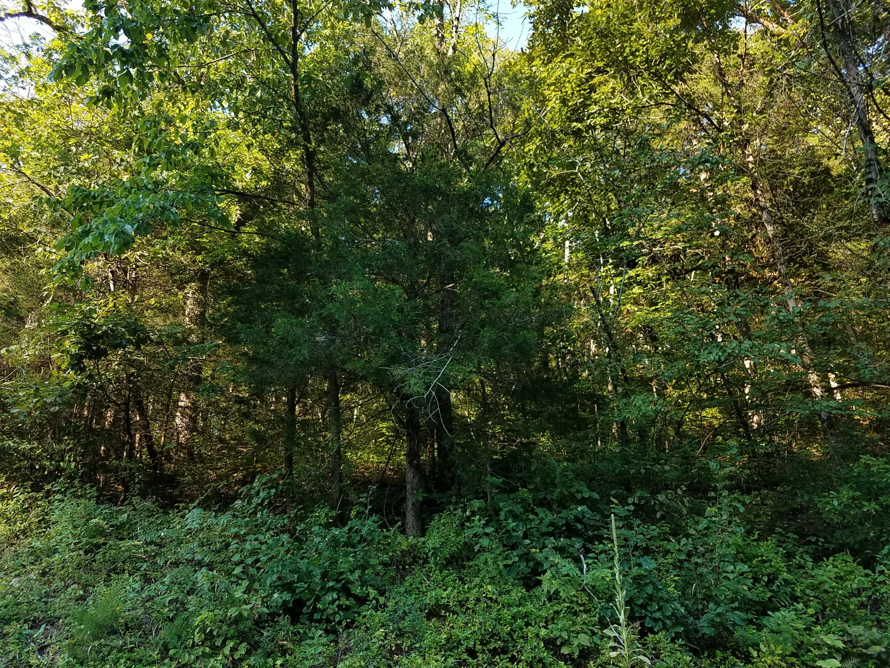 417 Davis Chapel Road Kyles Ford, TN 37765 - Photo 21 of 28 20170820_181130