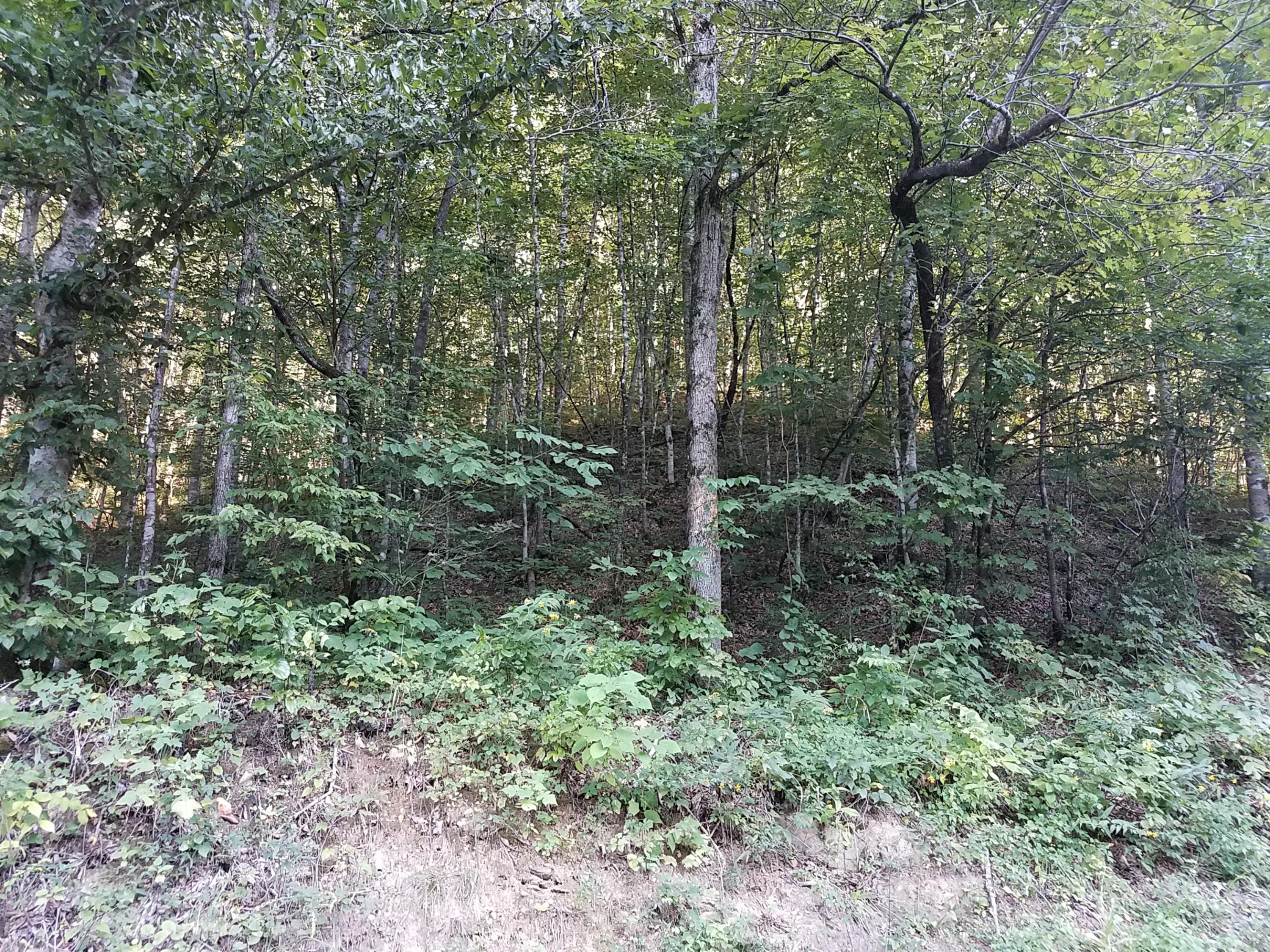 417 Davis Chapel Road Kyles Ford, TN 37765 - Photo 22 of 28 20170820_185332
