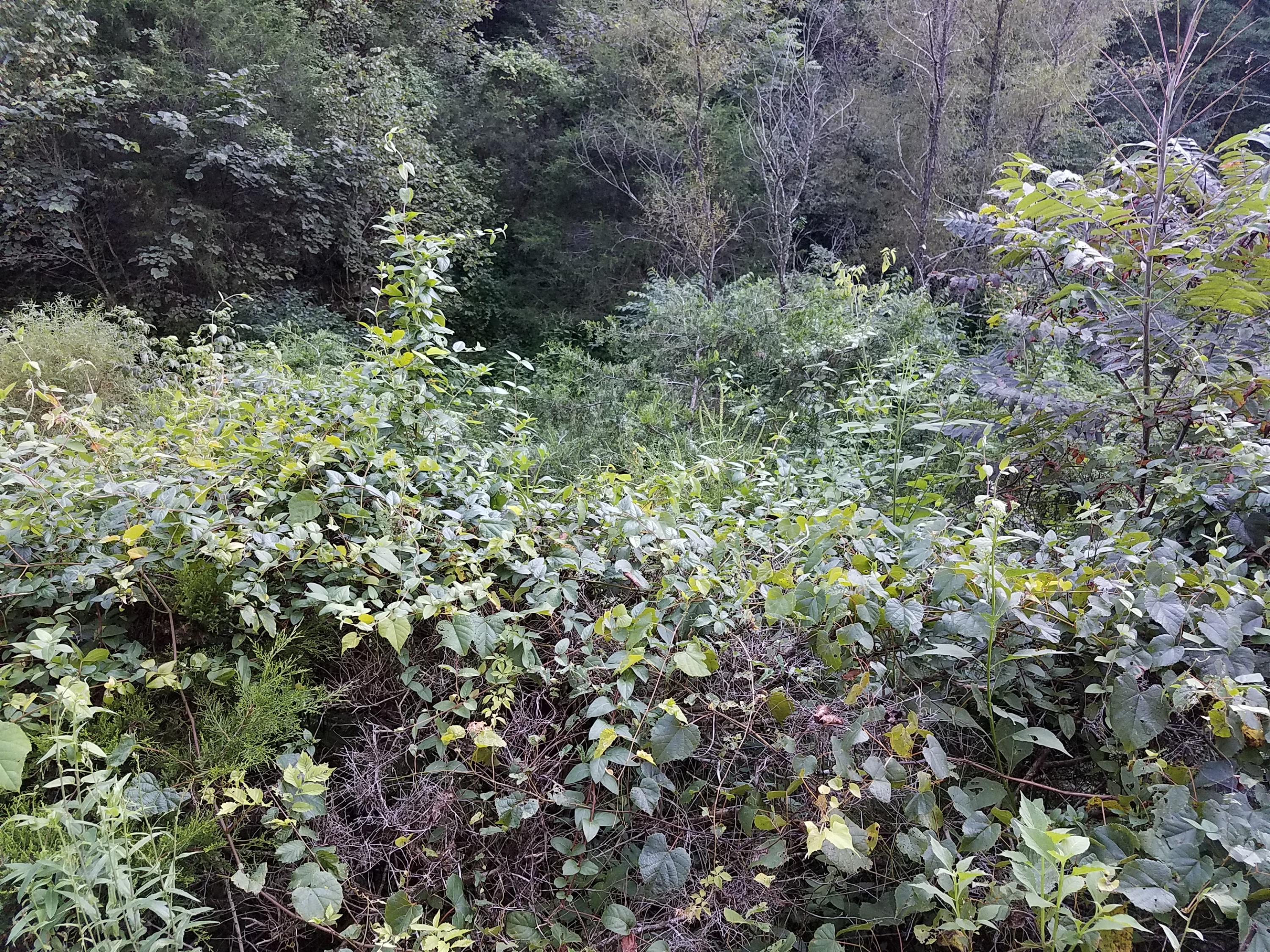417 Davis Chapel Road Kyles Ford, TN 37765 - Photo 23 of 28 20170820_181103