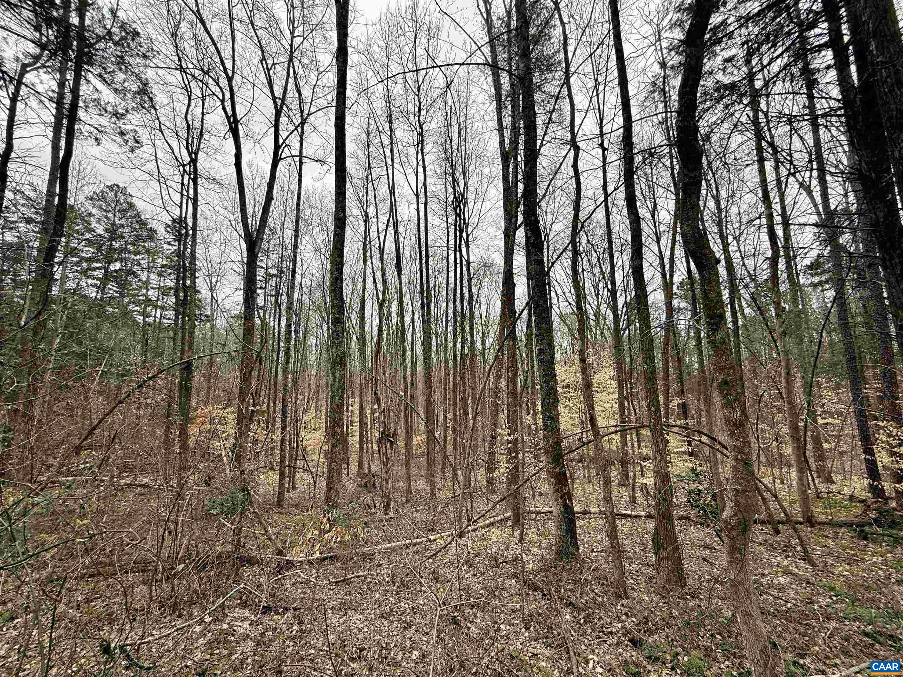 0 Courthouse Road Louisa, VA 23093 - Photo 13 of 16 a view of backyard with trees