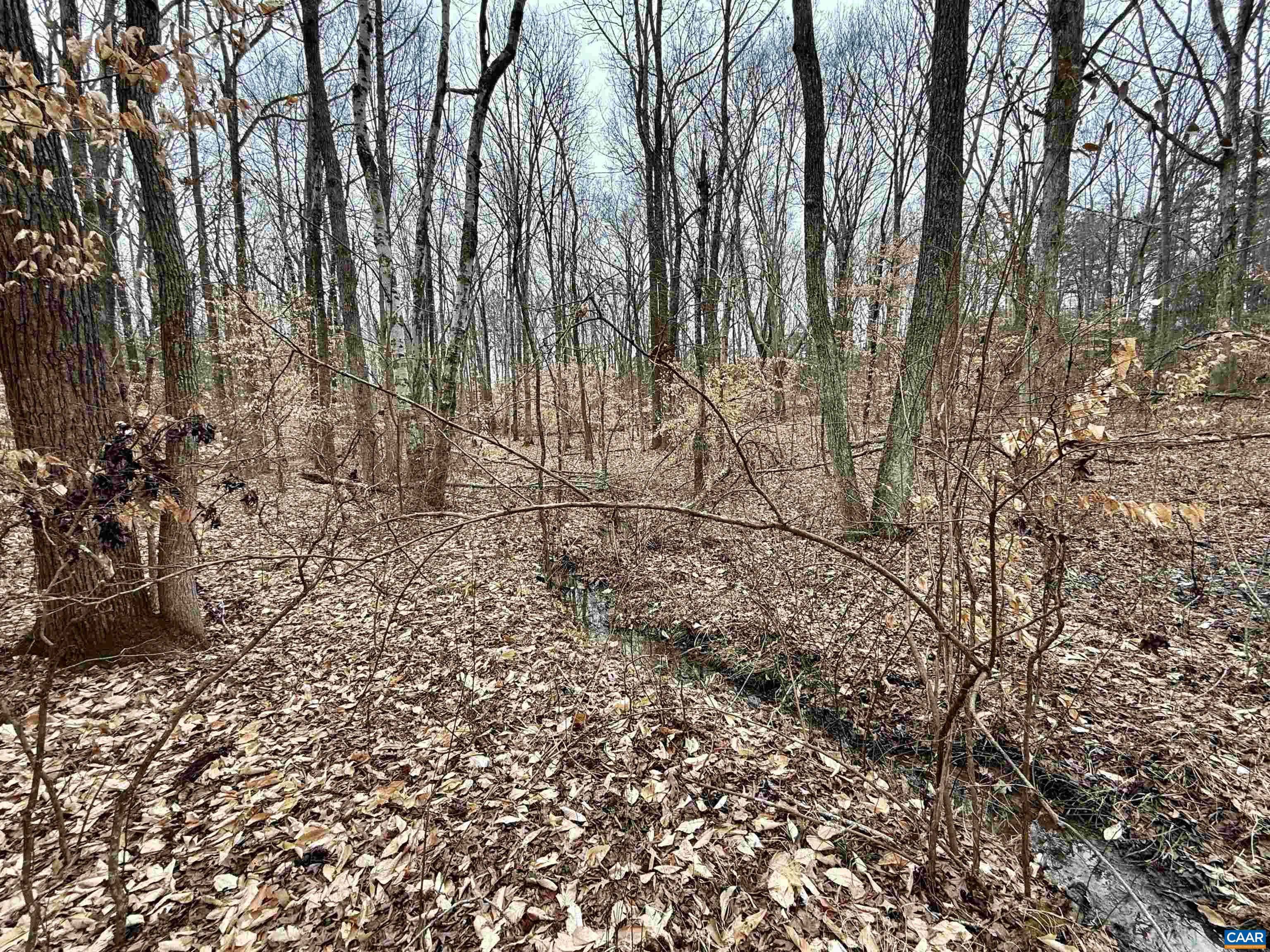 0 Courthouse Road Louisa, VA 23093 - Photo 14 of 16 a view of yard with green space
