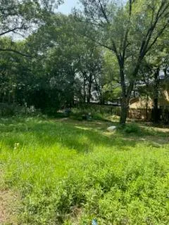 a view of a trees in a yard