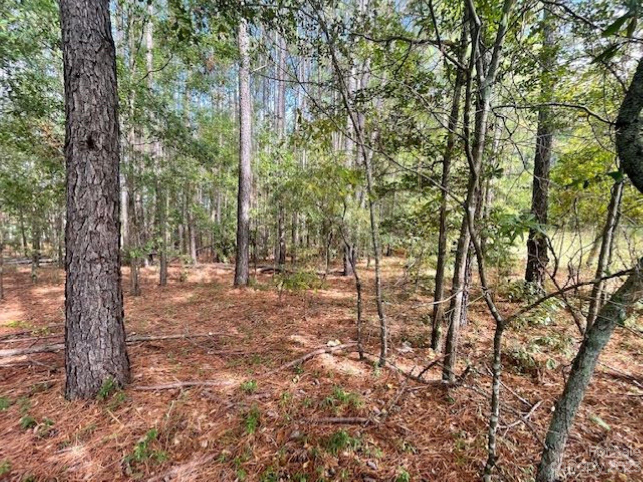 a view of a forest with trees