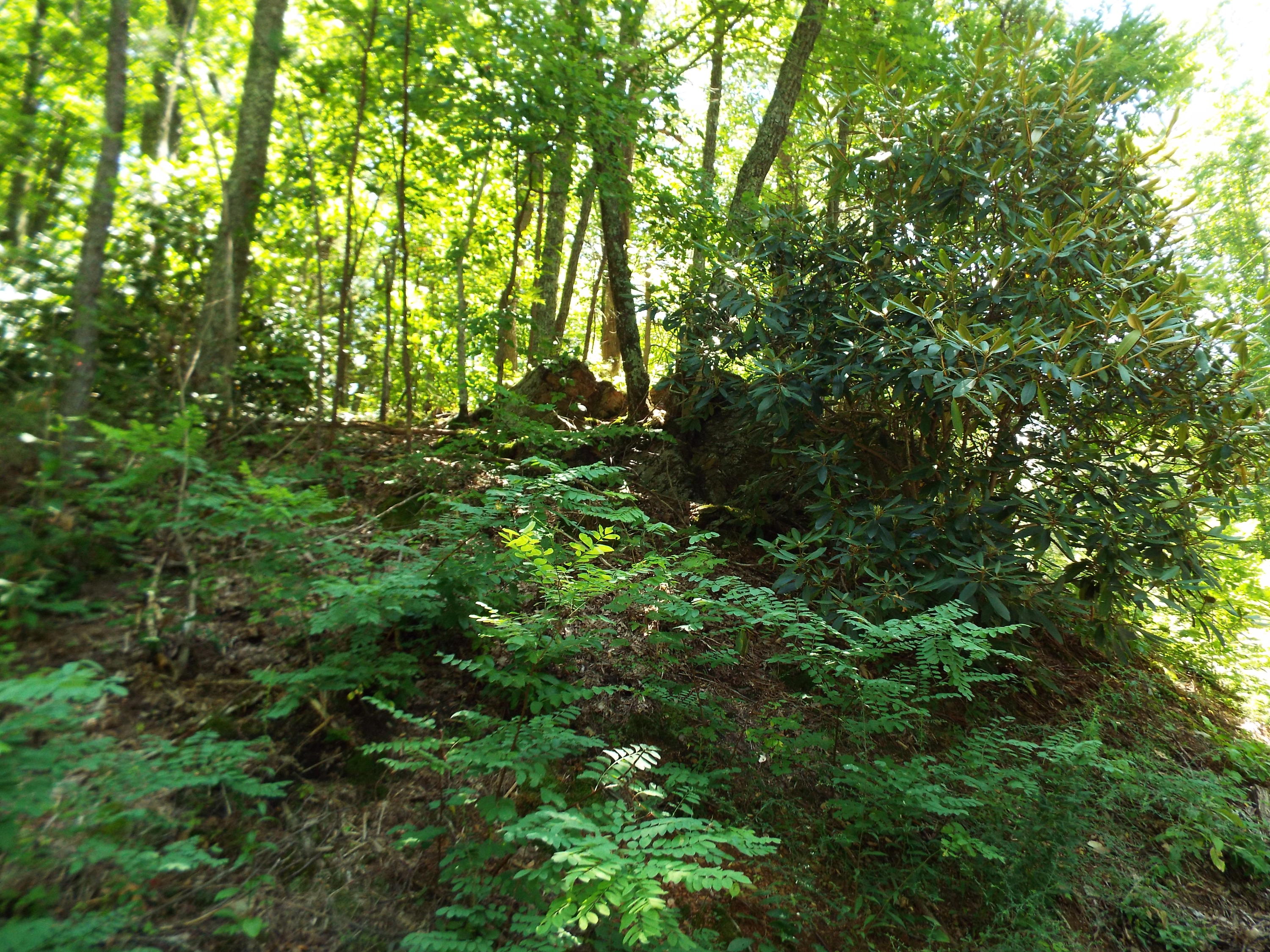 1-2 Red Bud Road Sevierville, TN 37876 - Photo 3 of 10 DSCF5612 - Copy