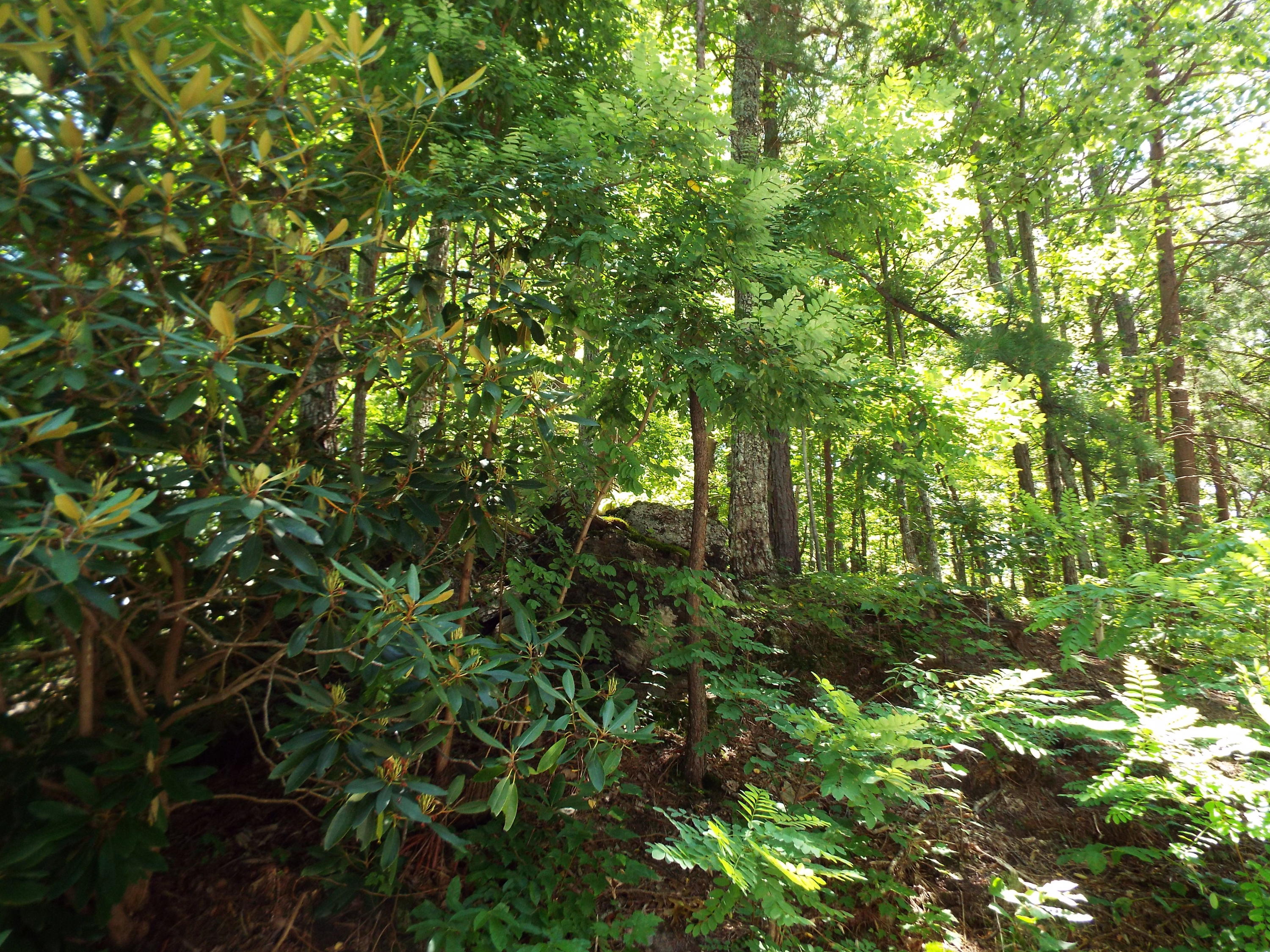 1-2 Red Bud Road Sevierville, TN 37876 - Photo 4 of 10 DSCF5613