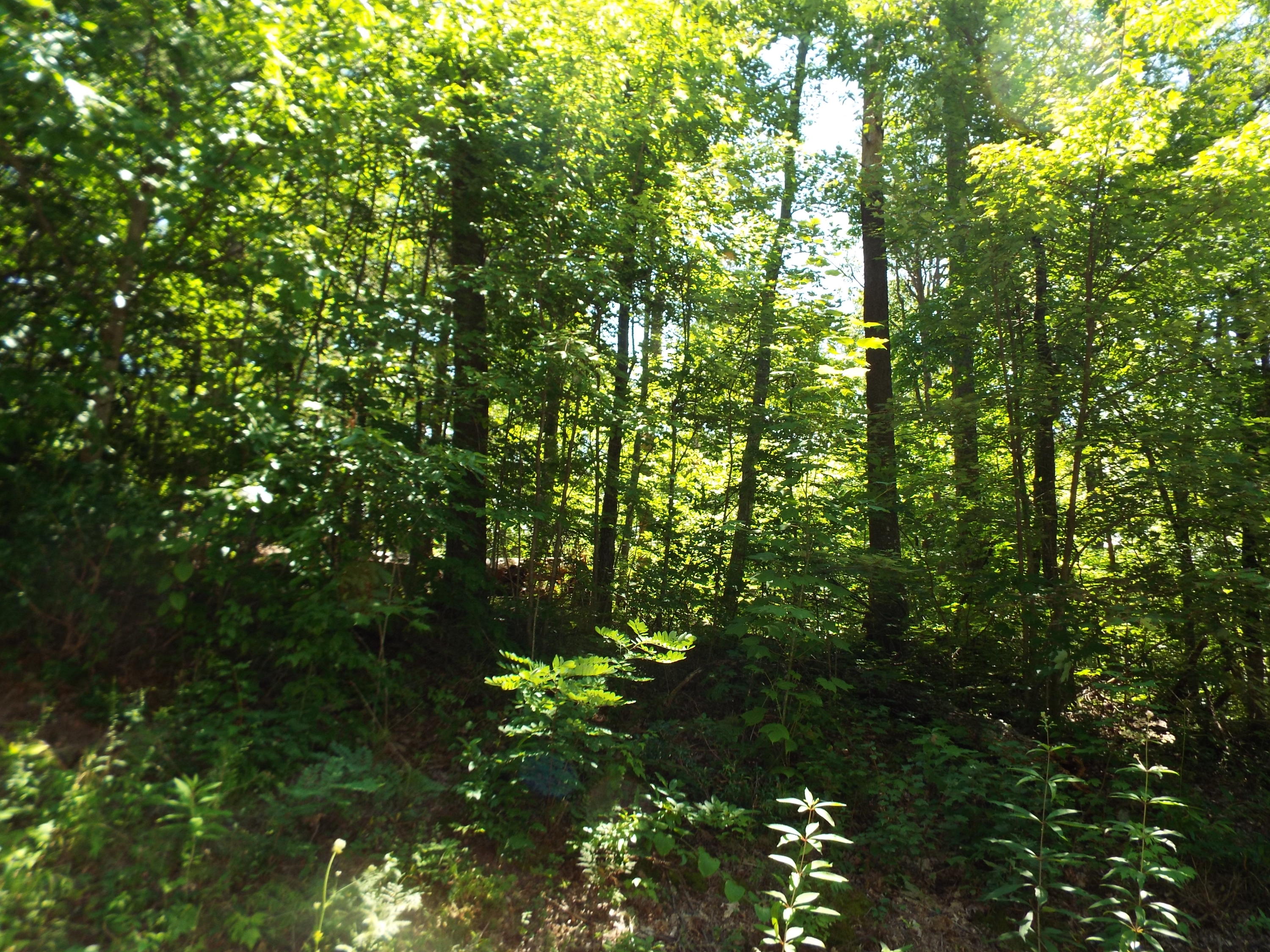 1-2 Red Bud Road Sevierville, TN 37876 - Photo 7 of 10 DSCF5625