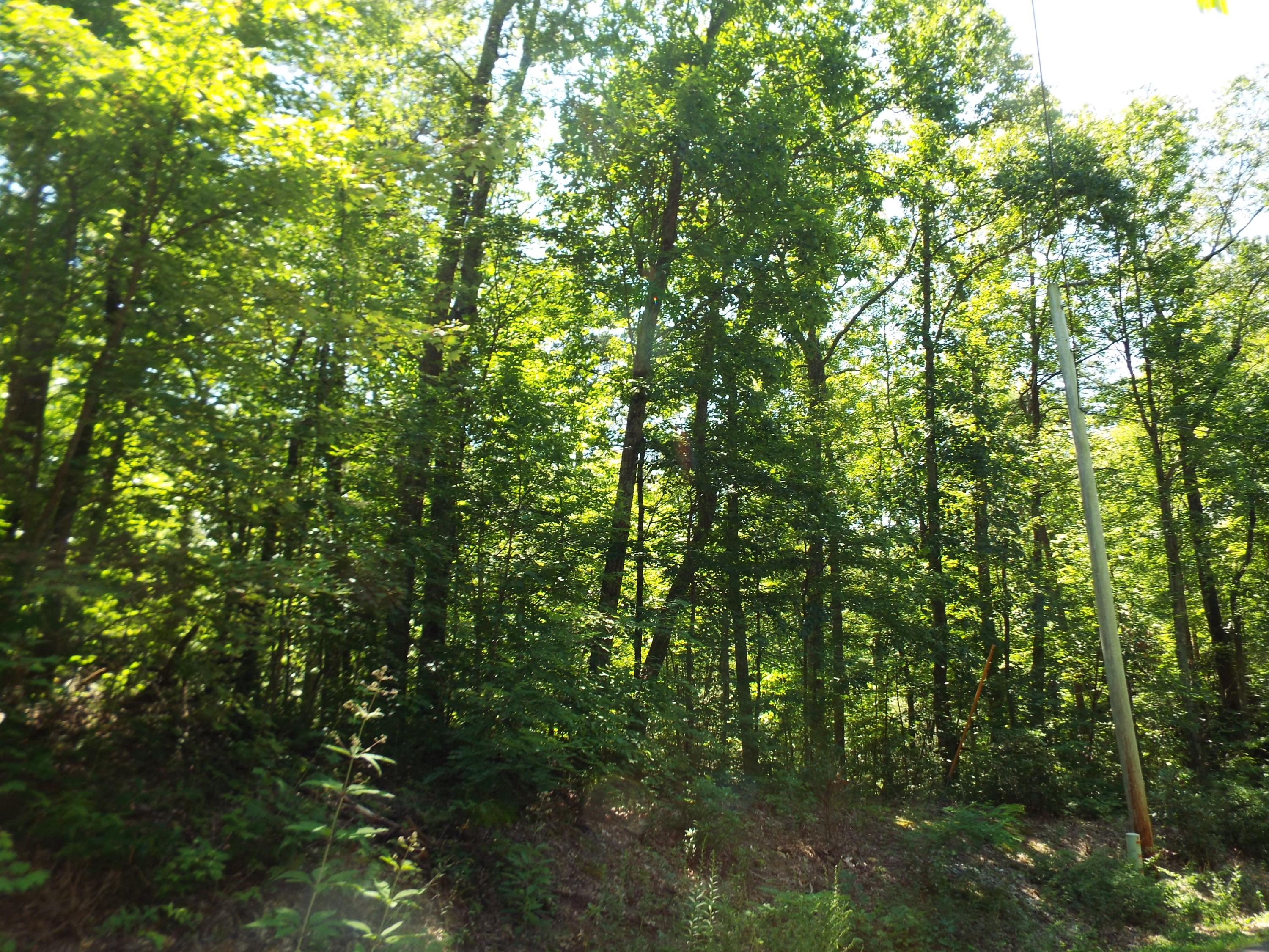 1-2 Red Bud Road Sevierville, TN 37876 - Photo 8 of 10 DSCF5626