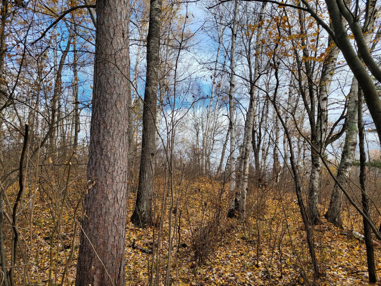 15-acres Mitchell Road Harshaw, WI 54529 - Photo 23 of 49 Gallery Image 23