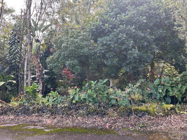 1379 Mele Manu Street Hilo, HI 96720 - Photo 14 of 20 a view of a garden with plants and large trees