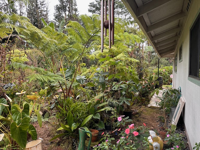 1379 Mele Manu Street Hilo, HI 96720 - Photo 15 of 20 a view of a garden with plants