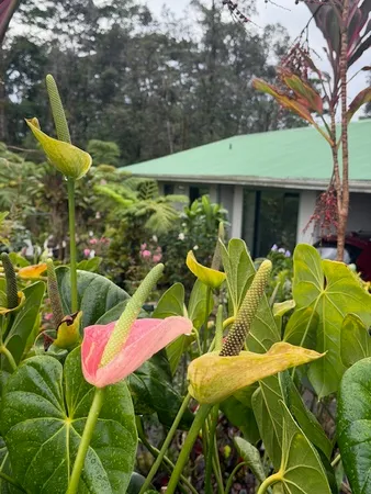 $829,000 | 1379 Mele Manu Street, Hilo, HI 96720