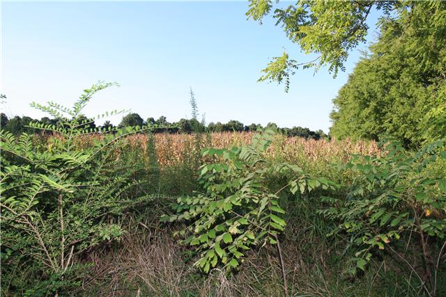 193 Pierce Road Minor Hill, TN 38473 - Photo 13 of 13 woods for hunting deer and turkey