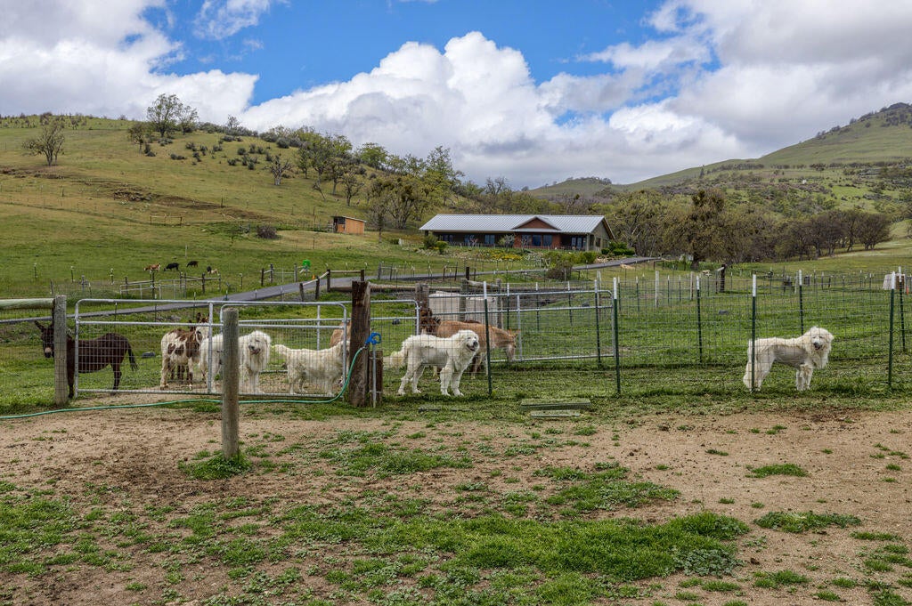 2025 Butler Creek Road Ashland, OR 97520 - Photo 28 of 49 Working dogs! Great Pyrenees/Maremmas - Scout, Honey and Trooper are so good. Owner has had zero livestock loss.