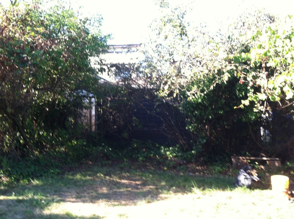 816 North 46th Street Seattle, WA 98103 - Photo 13 of 21 a view of a yard with a tree