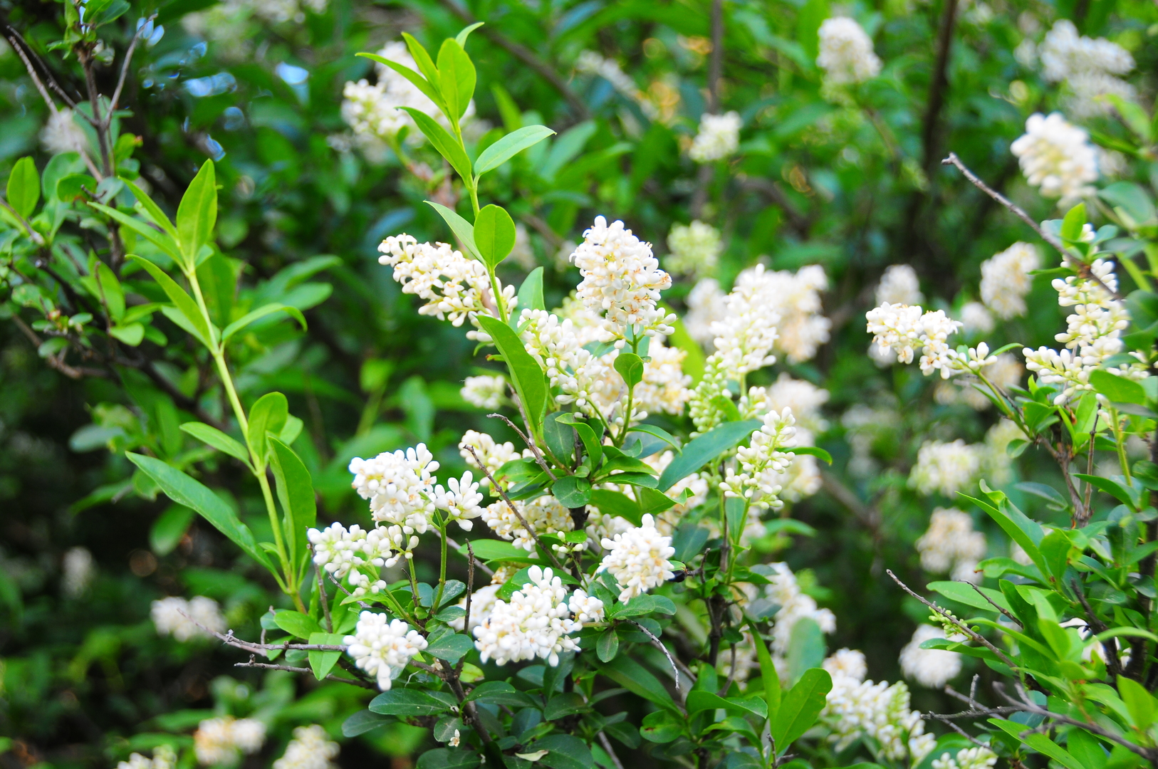 40W883 Plank Road Elgin, IL 60124 - Photo 43 of 47 a view of a tree