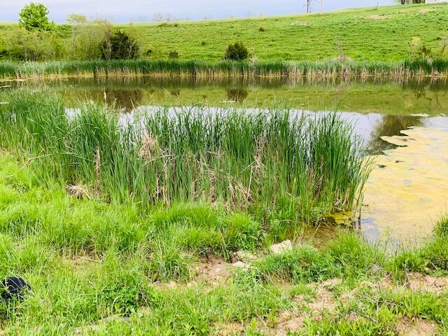 2381 Hogg Ridge Road Williamstown, KY 41097 - Photo 5 of 48 Gallery Image 5