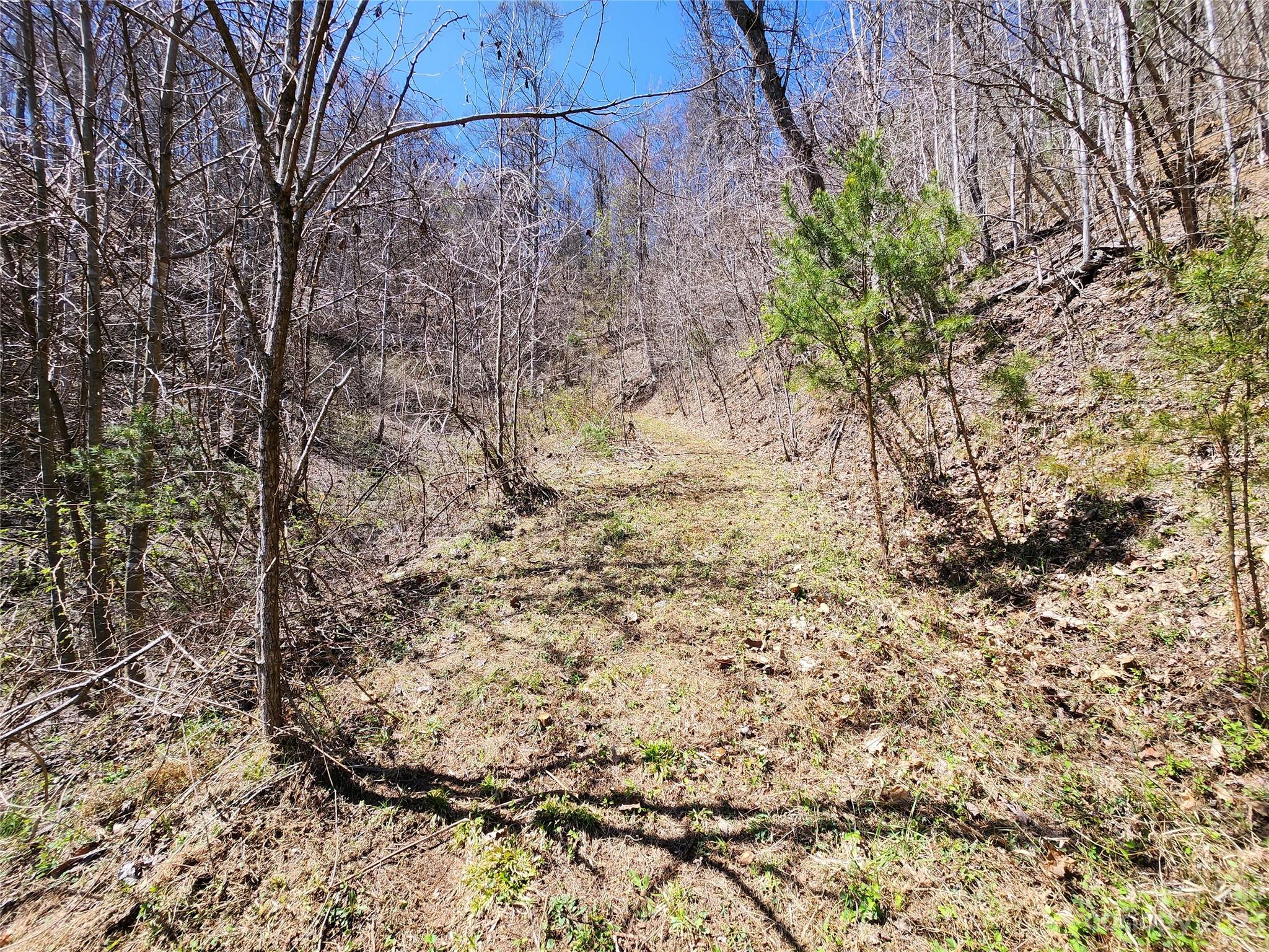 435 Pine Cone Trail Marshall, NC 28753 - Photo 25 of 34 a view of a yard