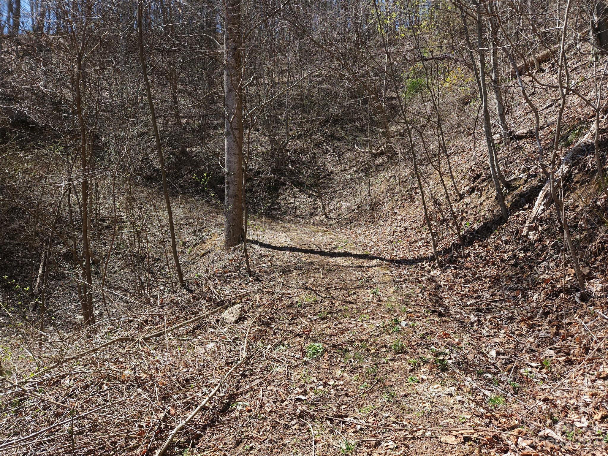 435 Pine Cone Trail Marshall, NC 28753 - Photo 27 of 34 a view of a forest with a tree
