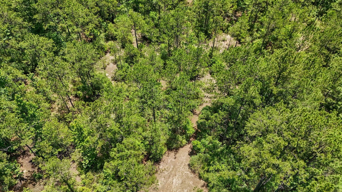 Tbd Hickman Road Burkeville, TX 75932 - Photo 36 of 45