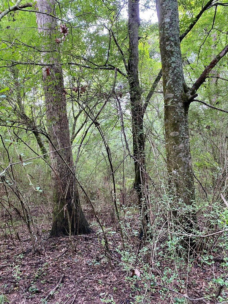 133 Anse Everett Road Magee, MS 39111 - Photo 17 of 26 Photo 17