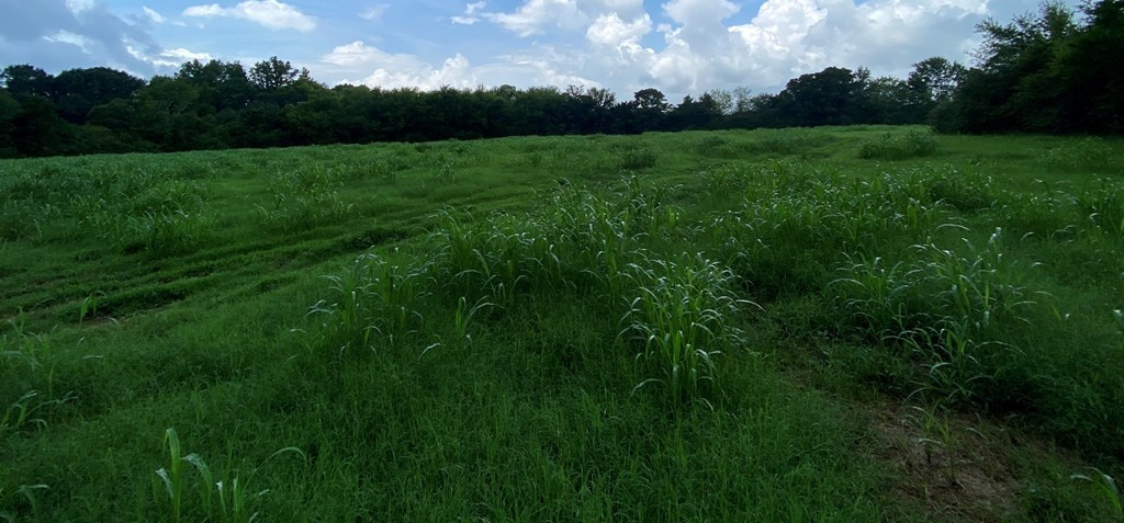 133 Anse Everett Road Magee, MS 39111 - Photo 8 of 26 Photo 8