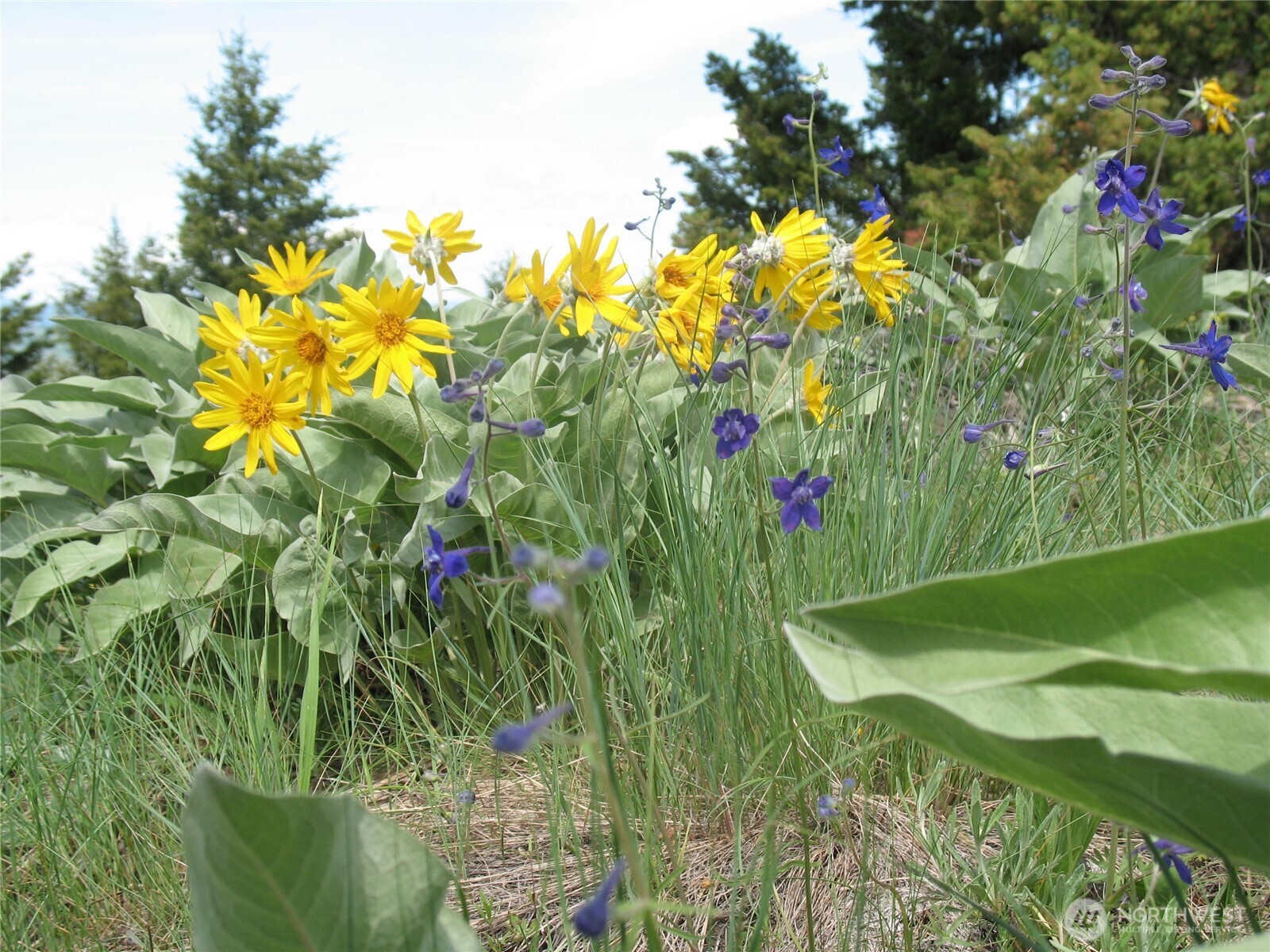 40 Turner Homestead Road Oroville, WA 98844 - Photo 19 of 27 a view of flowers in a garden