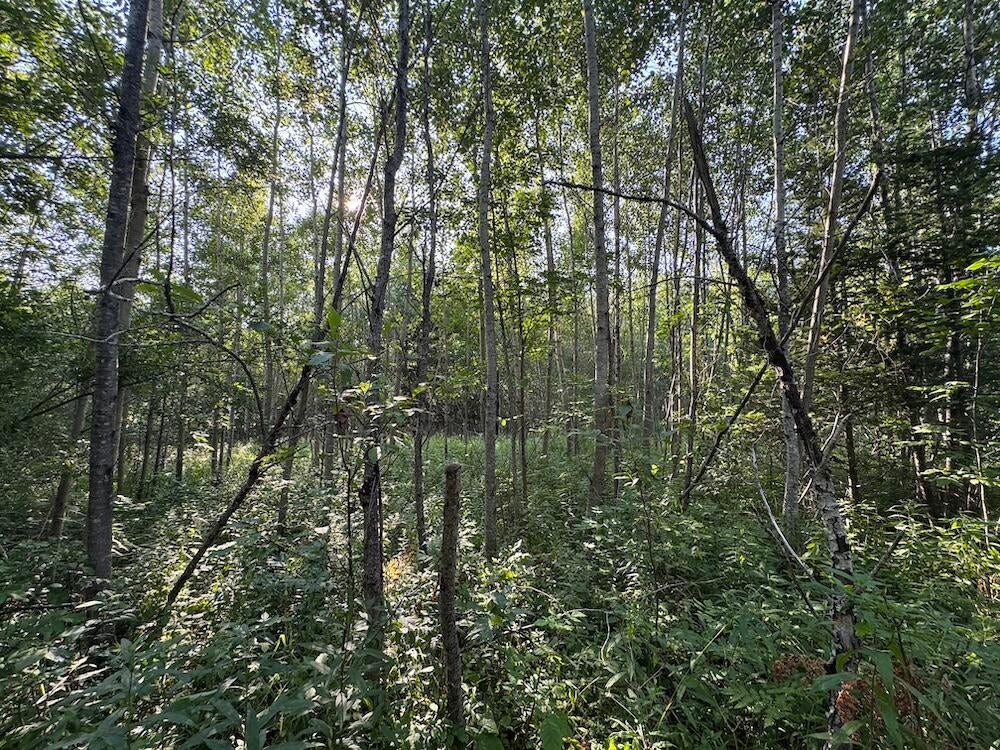 East Procunier Road Harrisville, MI 48740 - Photo 51 of 78 Gallery Image 51