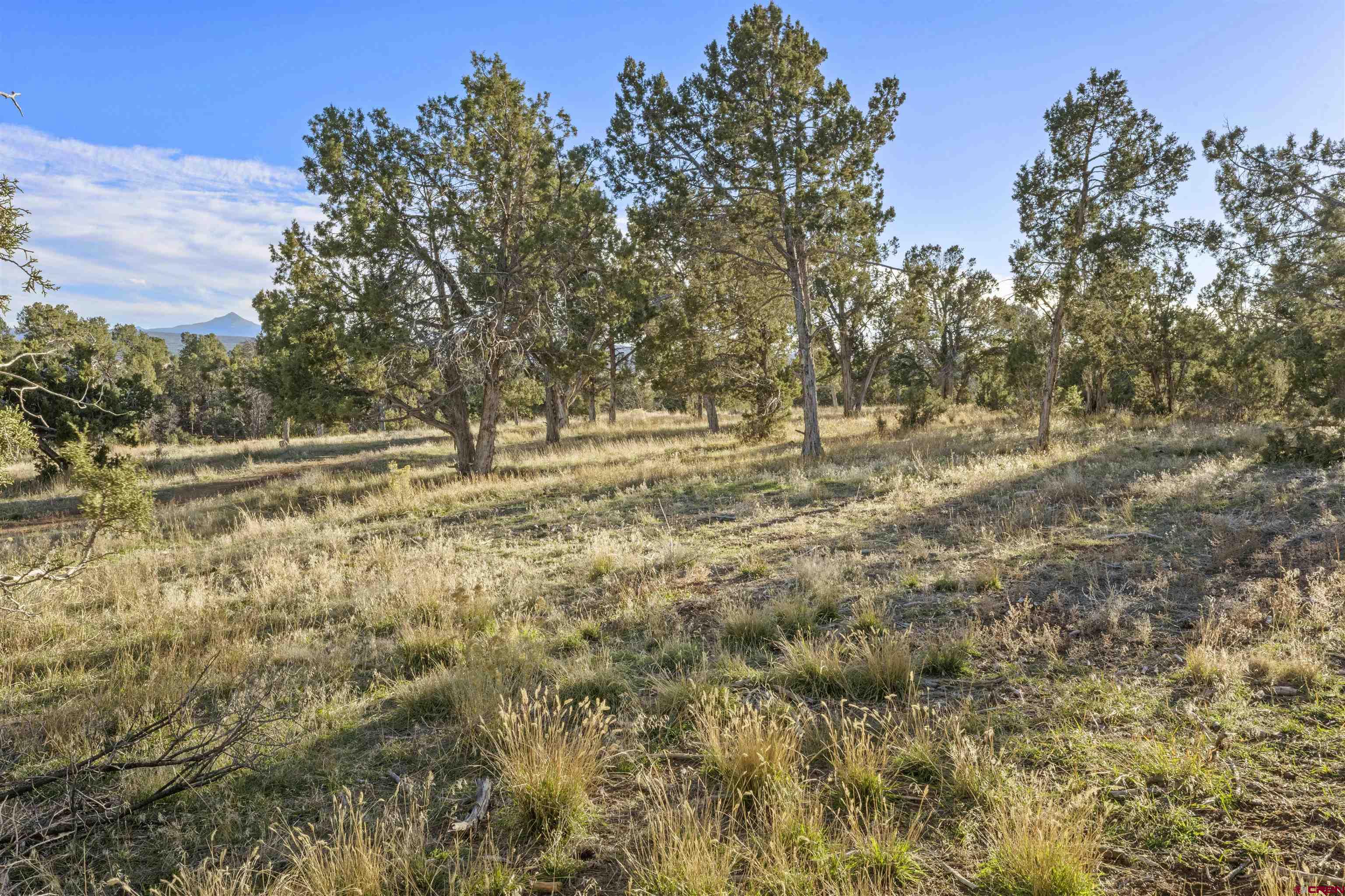 1302 42zn Road Norwood, CO 81423 - Photo 26 of 32 a view of yard with trees