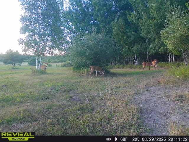 668 South Nelson Road Merritt, MI 49667 - Photo 26 of 27 Gallery Image 26
