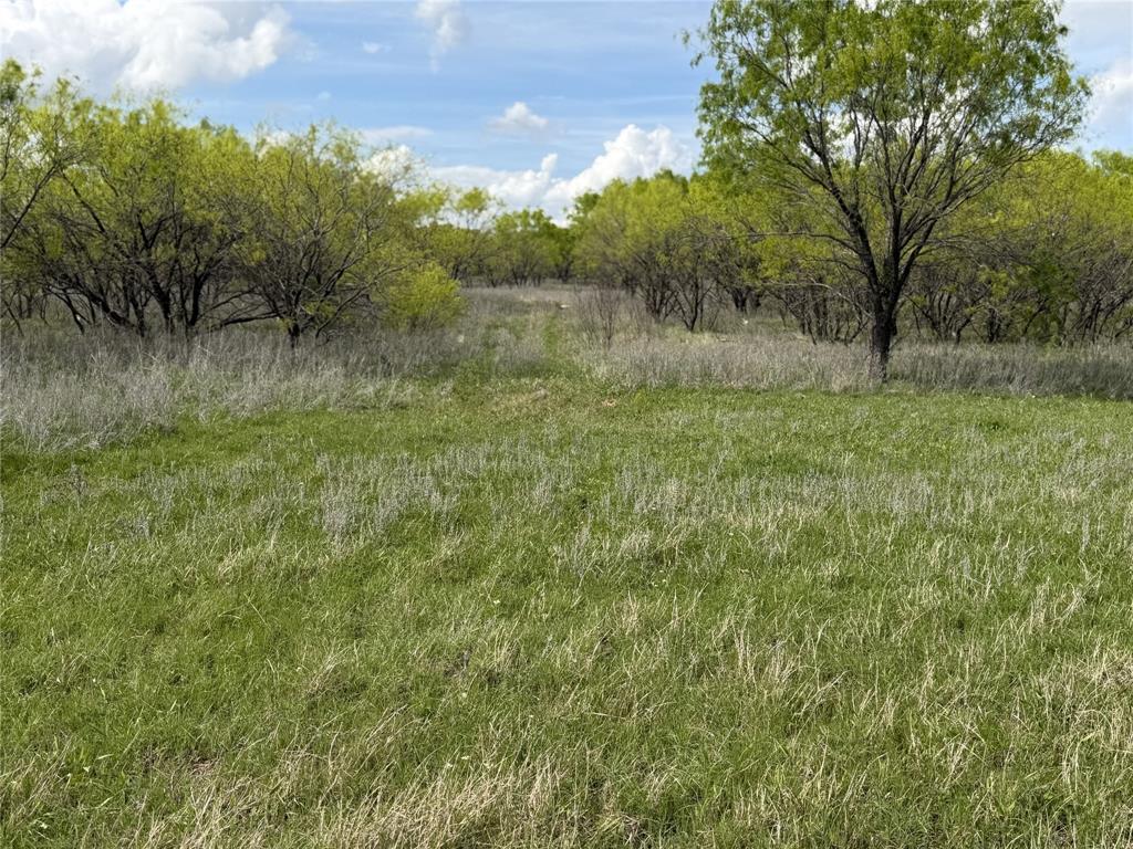 250 County Road 427 Rising Star, TX 76471 - Photo 12 of 24 a view of a lush green forest with lots of trees